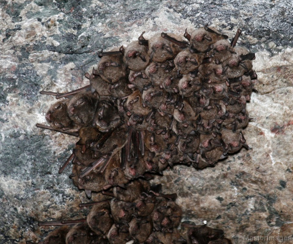 IMG_8091c.jpg - Indiana Myotis (Pipistrellus sodalis) & Little Brown Bats (Myotis lucifugus)